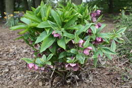 Image of lenten-rose