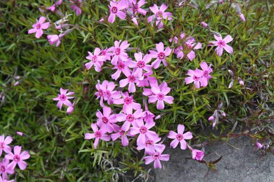 Image of moss phlox