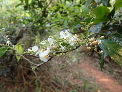 Image of Baphia racemosa (Hochst.) Baker