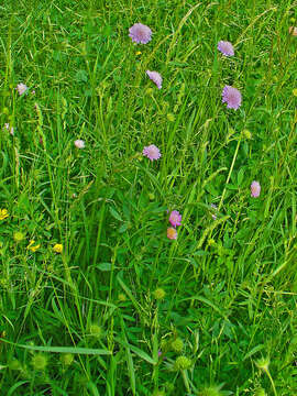 Слика од Knautia arvensis (L.) Coulter