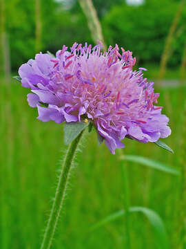 Слика од Knautia arvensis (L.) Coulter