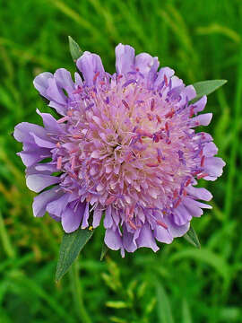 Слика од Knautia arvensis (L.) Coulter