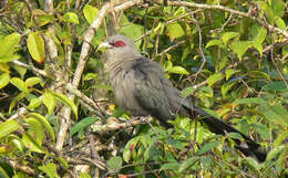 Image of Green-billed Malkoha