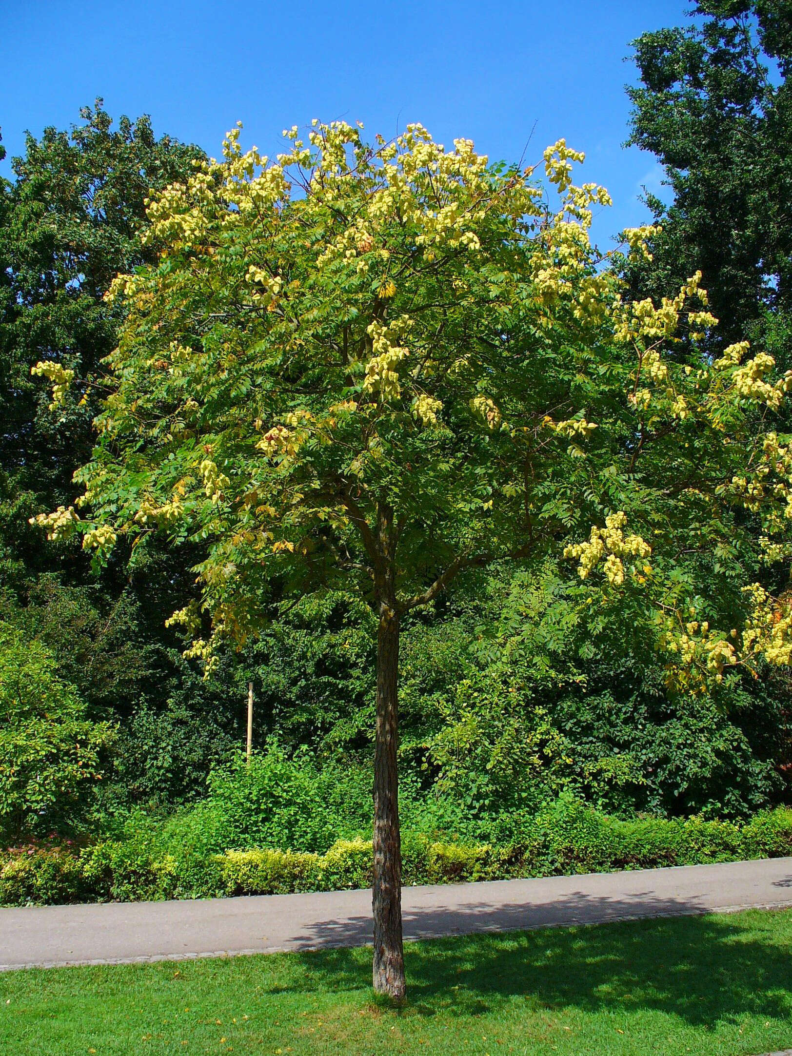 Image of Golden-rain tree