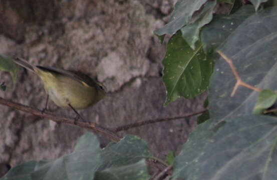 Image of Orange-crowned Warbler