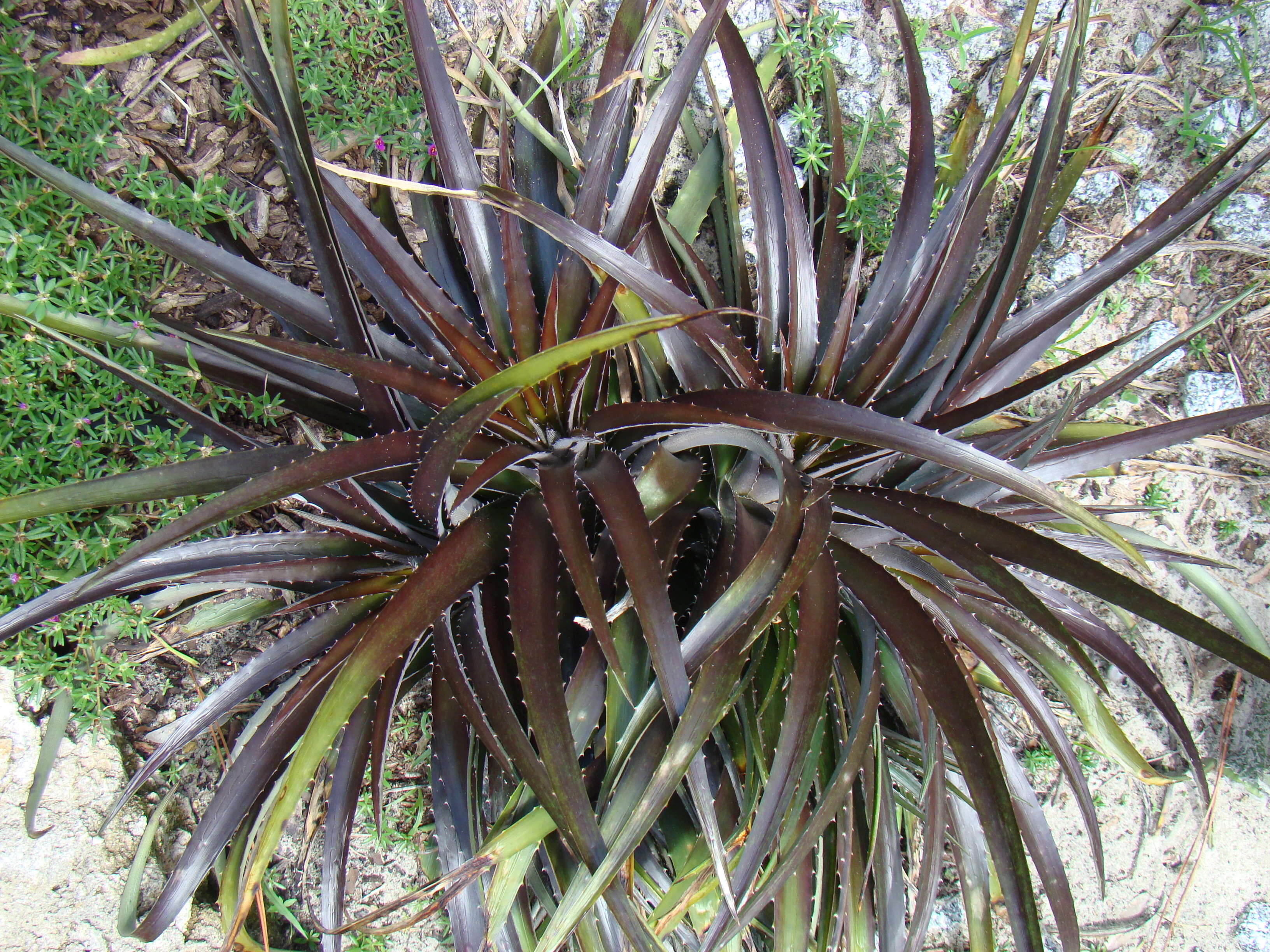 Слика од Dyckia platyphylla L. B. Sm.