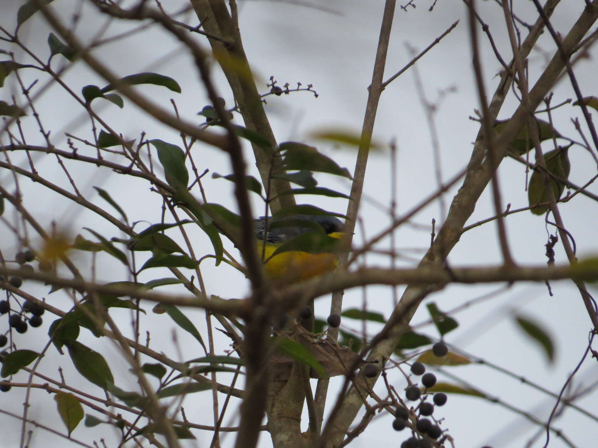 Image of Tropical Parula