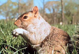 Image of Sciurus subgen. Sciurus Linnaeus 1758