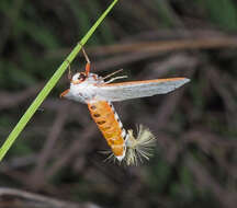 Image of Aloa marginata (Donovan 1805)