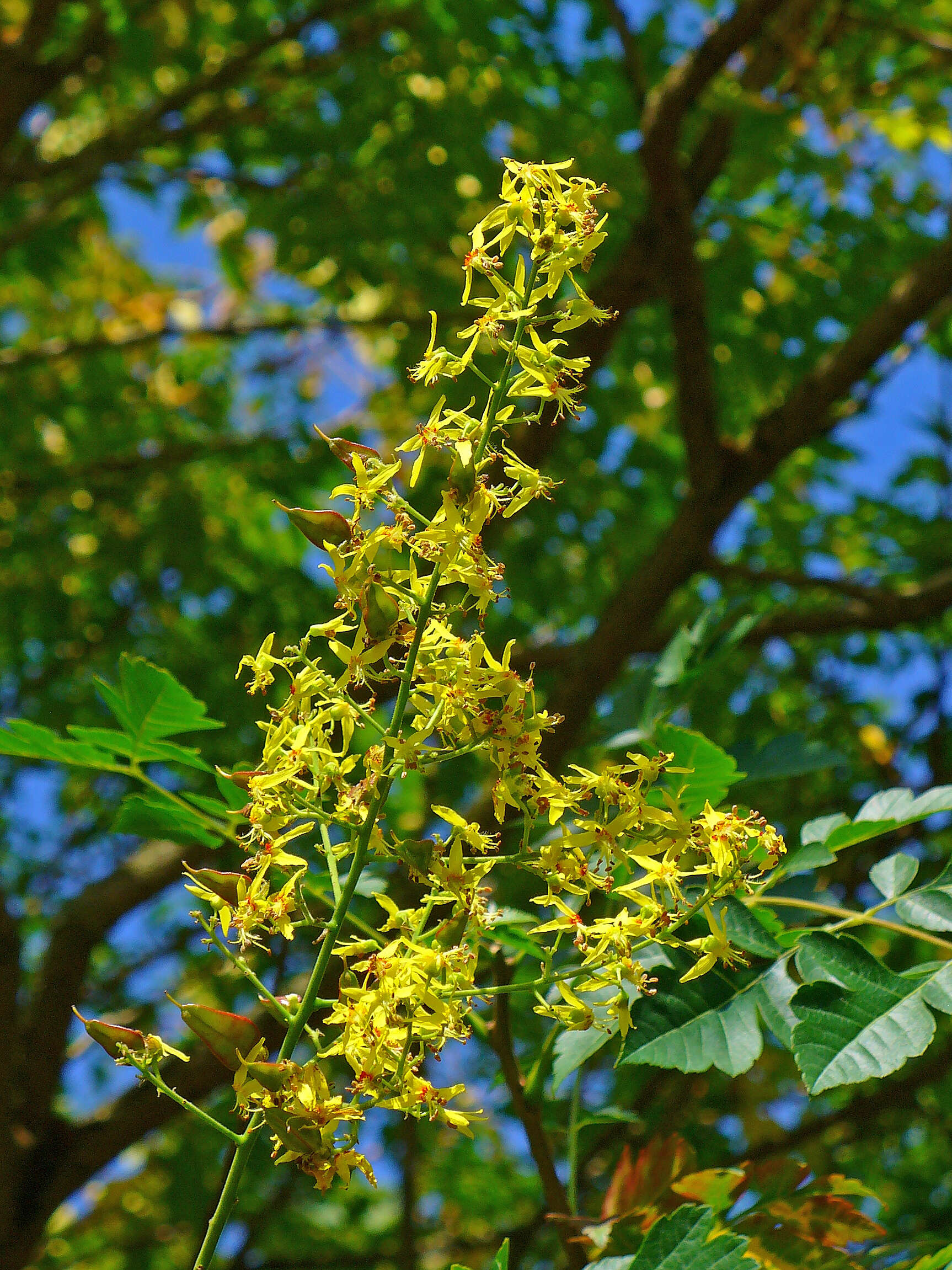 Image of Golden-rain tree