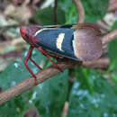 Слика од Scamandra thetis (Stål 1863)