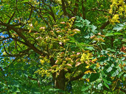 Image of Golden-rain tree