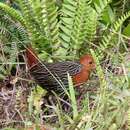 Sarothrura insularis (Sharpe 1870) resmi