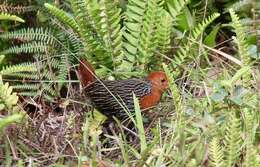 Image of Madagascan Flufftail