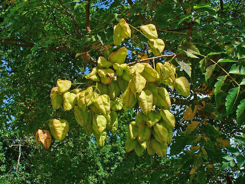 Image of Golden-rain tree