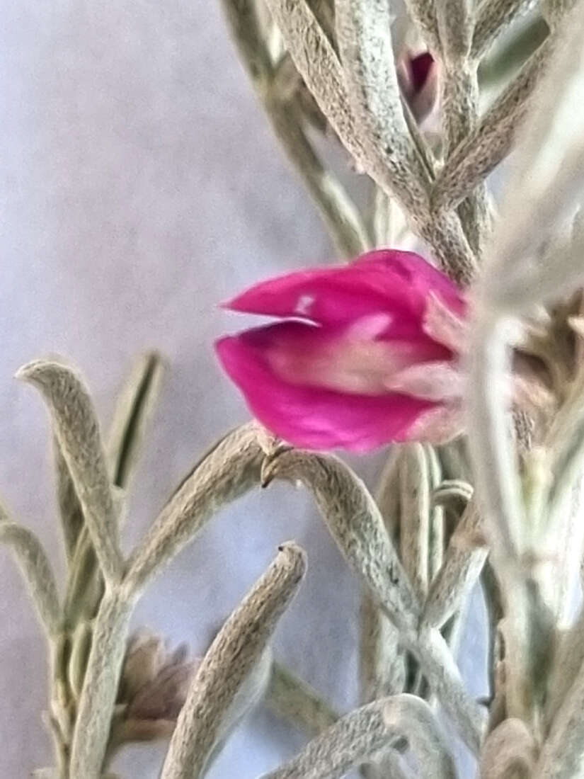 Image of Indigofera complicata Eckl. & Zeyh.