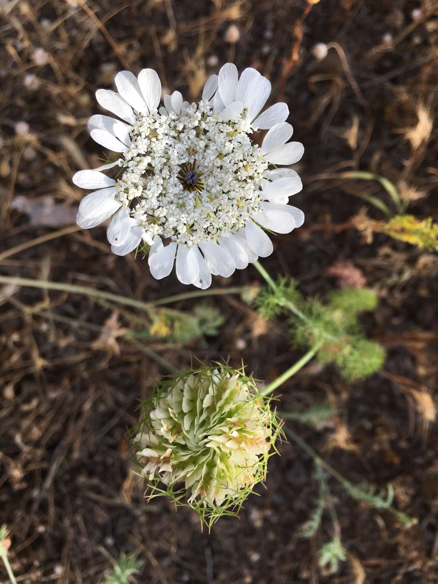 Image of Artedia squamata L.