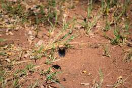 Слика од Junonia orithya madagascariensis Guenée 1872