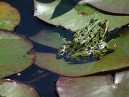 Image de Petite grenouille verte