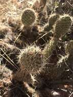 Image of grizzlybear pricklypear