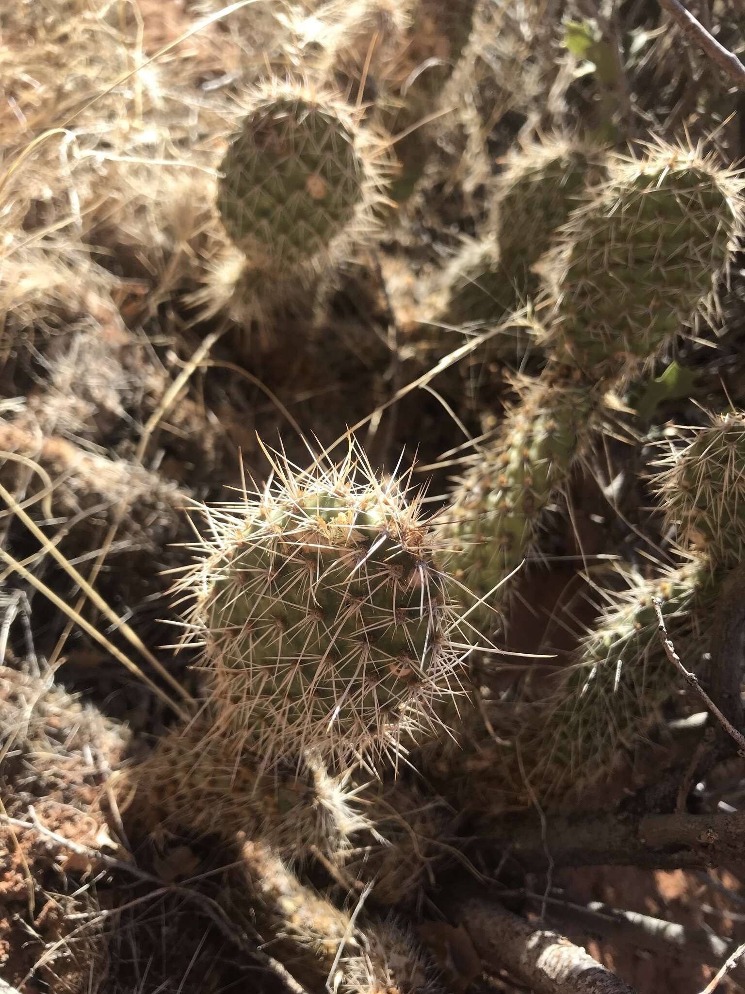 Opuntia polyacantha var. erinacea (Engelm. & J. M. Bigelow) B. D. Parfitt resmi