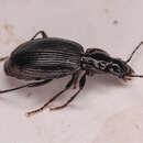 Image of Platynus (Platynus) ovipennis (Mannerheim 1843)