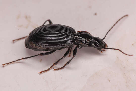 Platynus (Platynus) ovipennis (Mannerheim 1843)的圖片