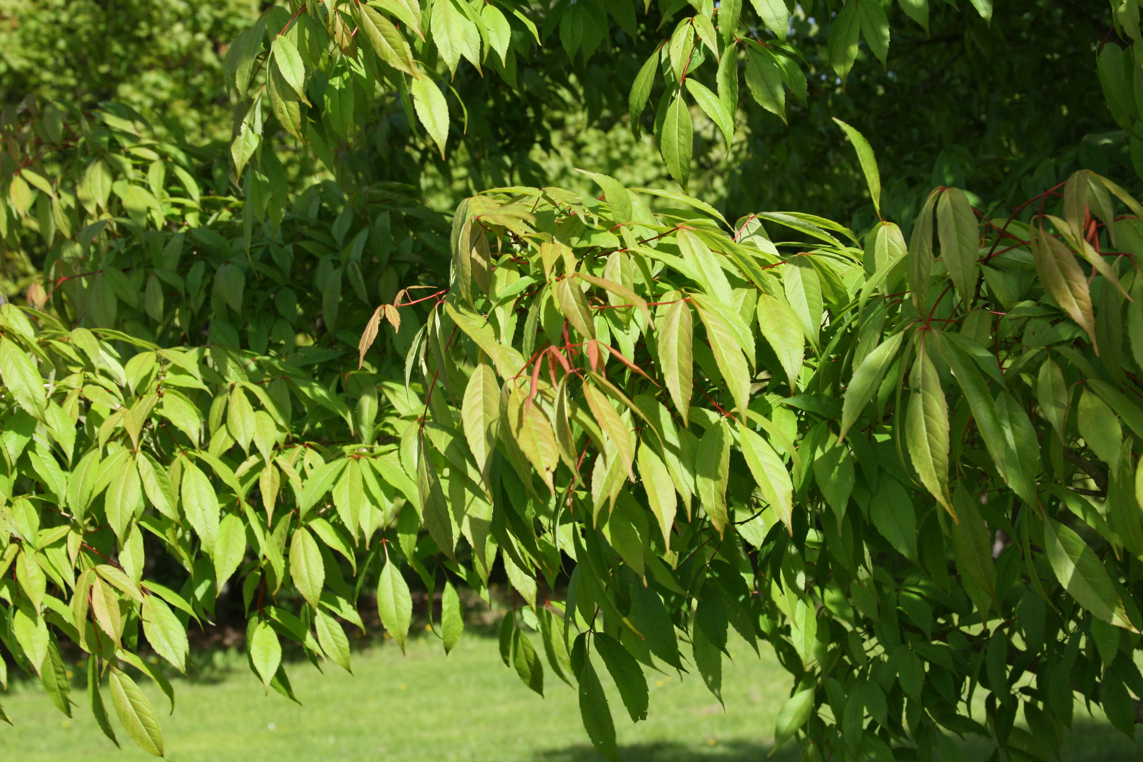 Plancia ëd Acer mandshuricum Maxim.