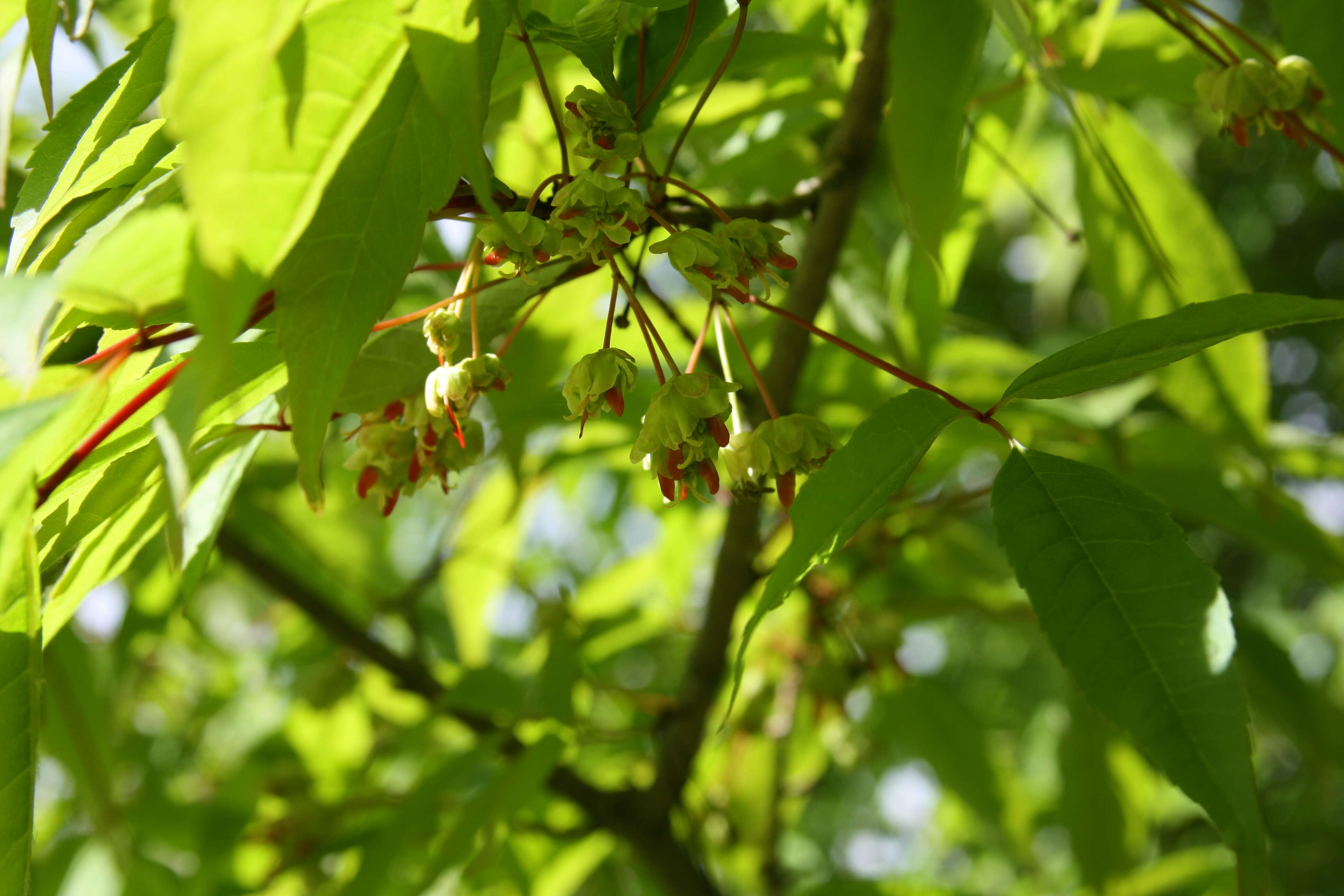 Plancia ëd Acer mandshuricum Maxim.