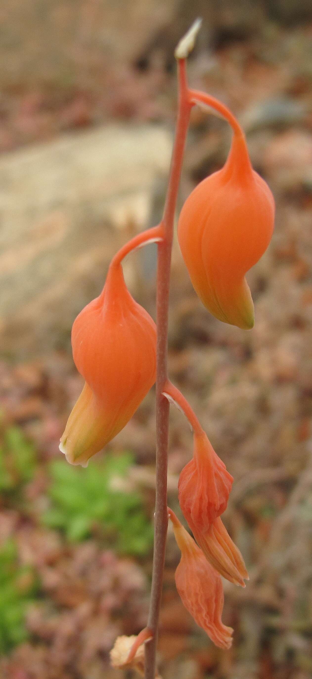 Image of Gasteria glomerata van Jaarsv.