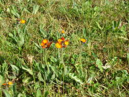 Imagem de Pilosella aurantiaca (L.) Sch. Bip., F. W. Schultz & Sch. Bip.