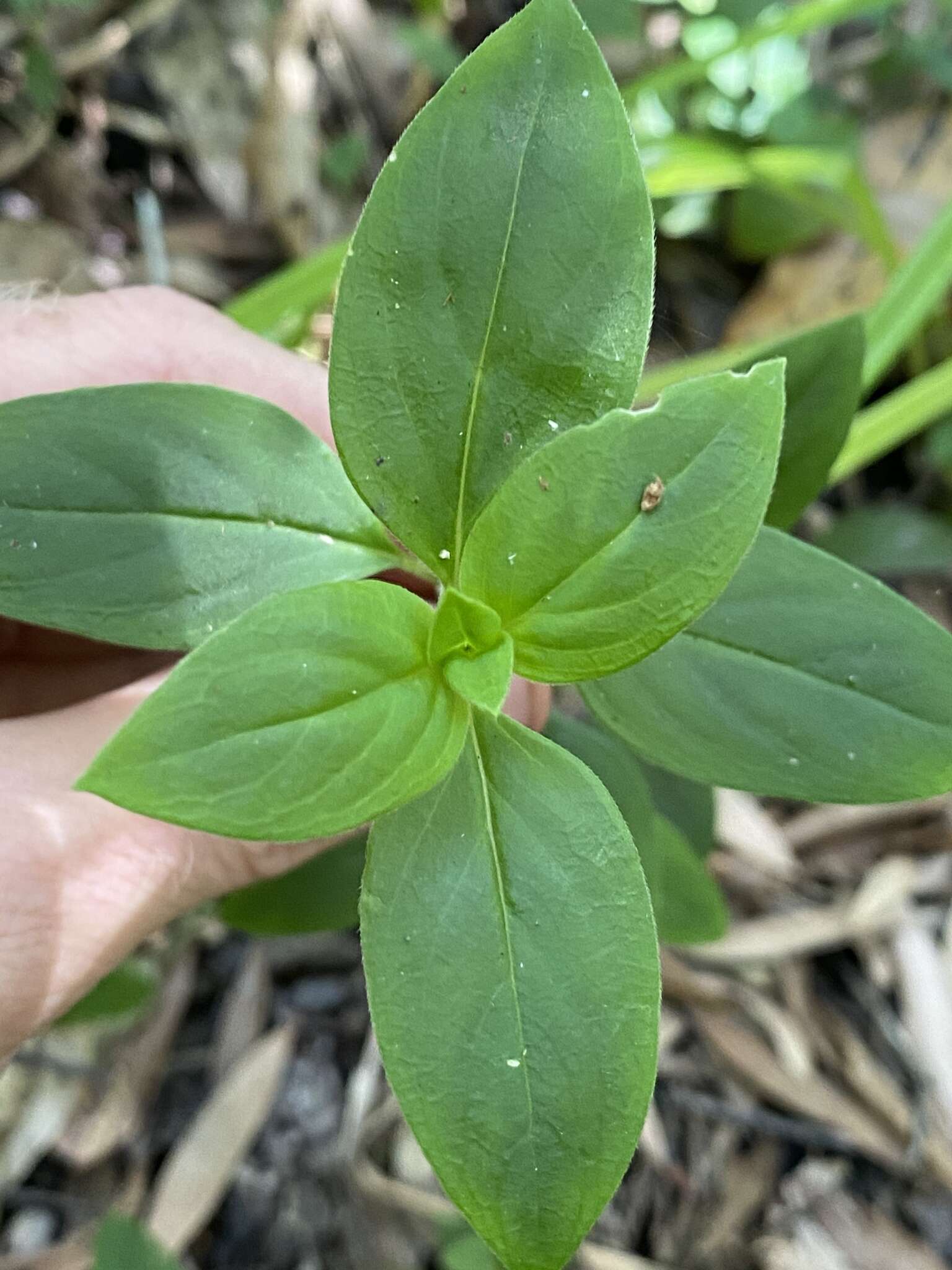 Hedyotis novoguineensis Merr. & L. M. Perry的圖片