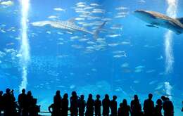 Image of whale sharks