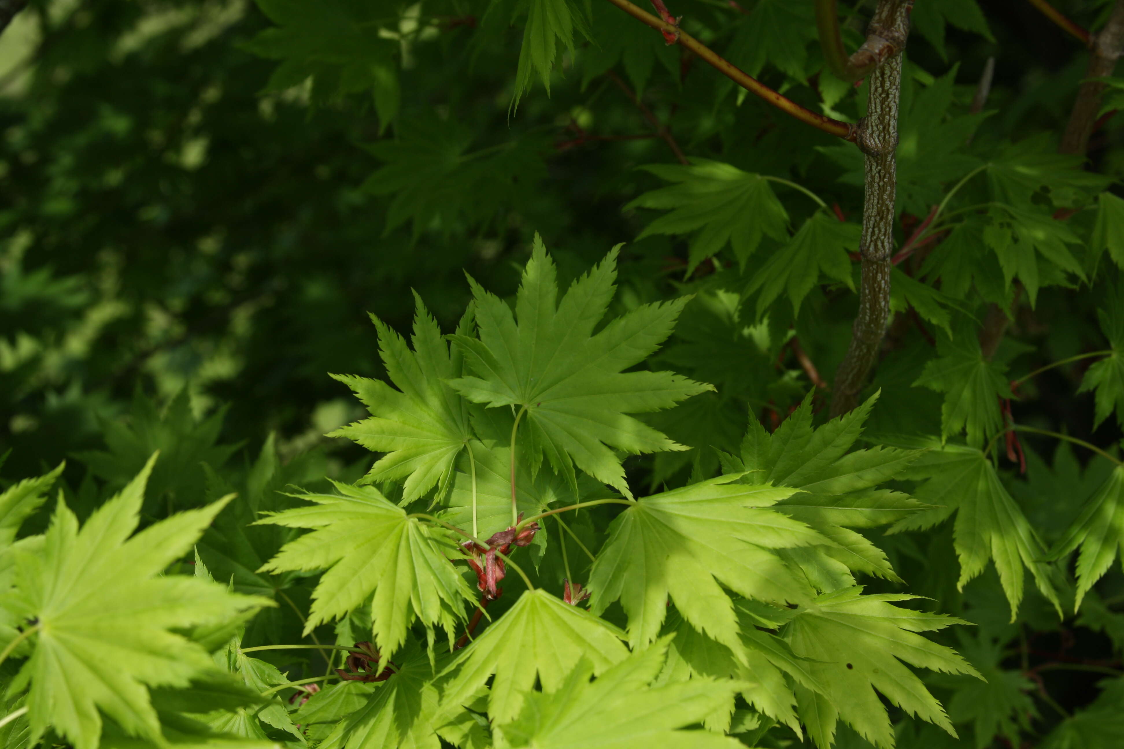 Image of Fullmoon Maple