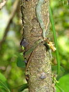 Image of leafless bentspur orchid