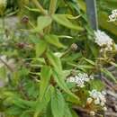 Image of Texas milkweed