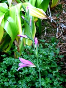 Image of Common Sword Lily