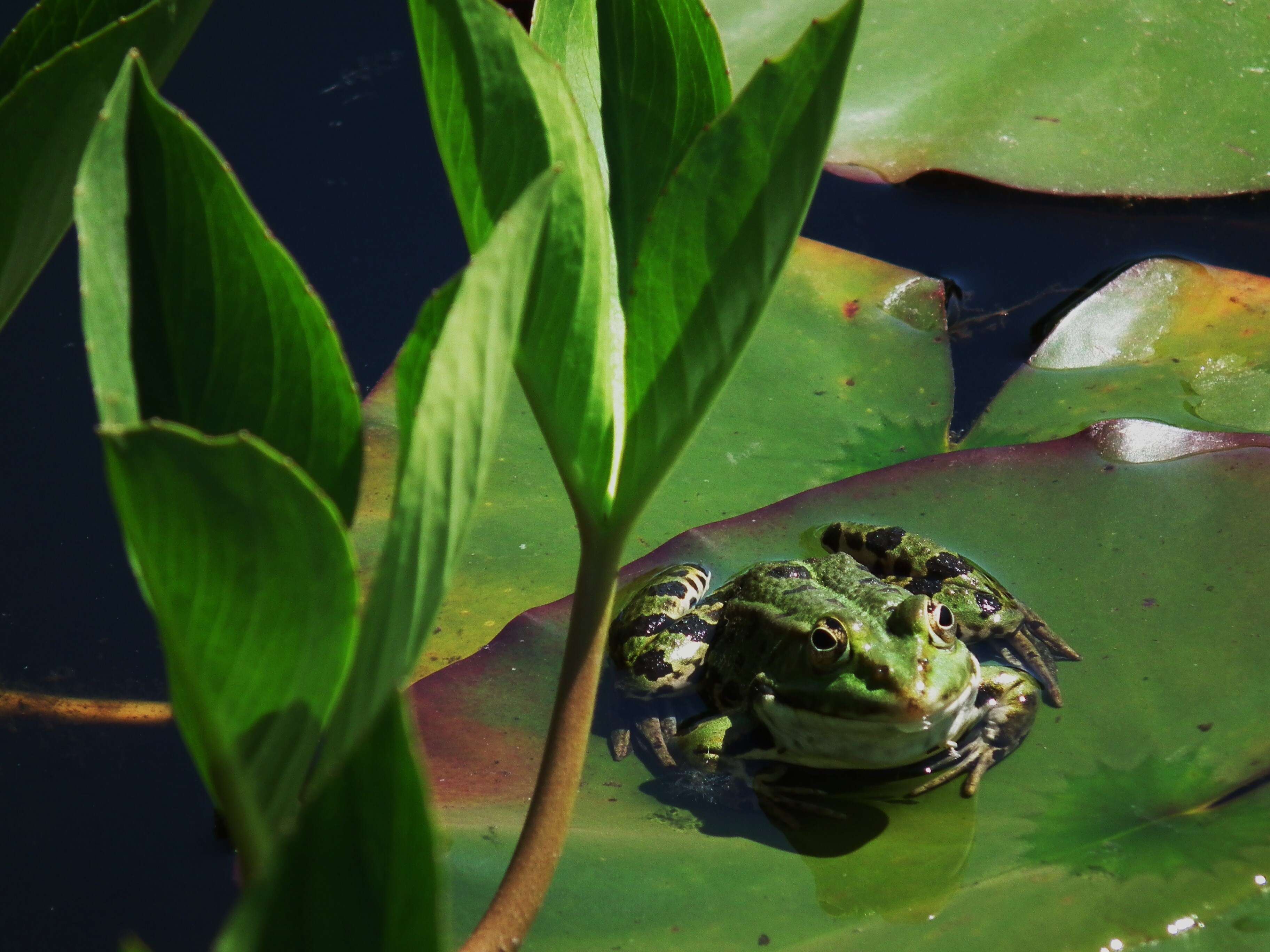 Image of Pelophylax esculentus