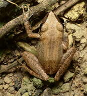 Image of Paraiba Robber Frog