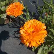 Image of pot marigold