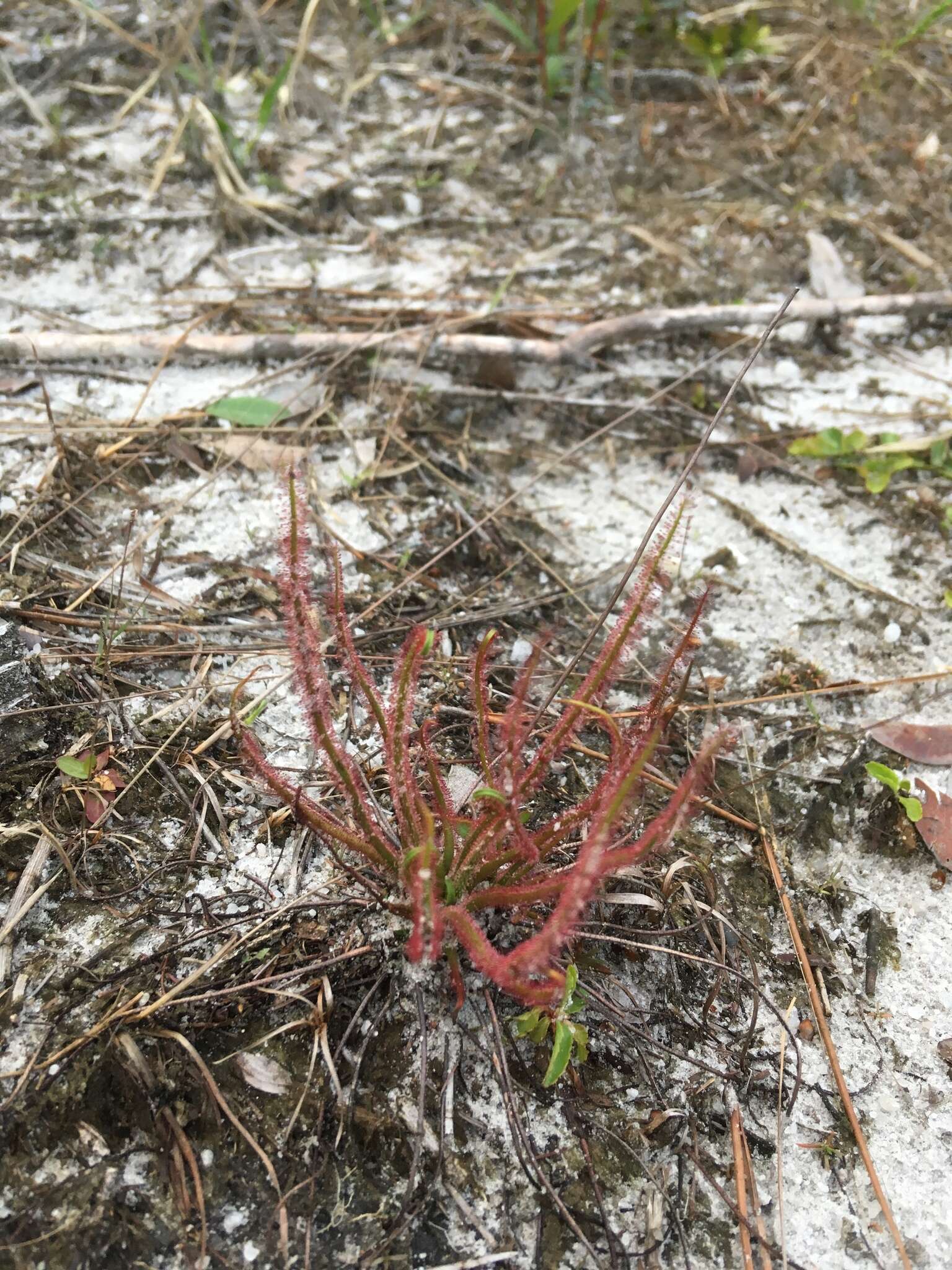 Drosera filiformis var. floridana的圖片