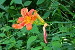 Image of orange daylily