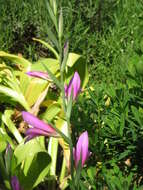 Image of Common Sword Lily