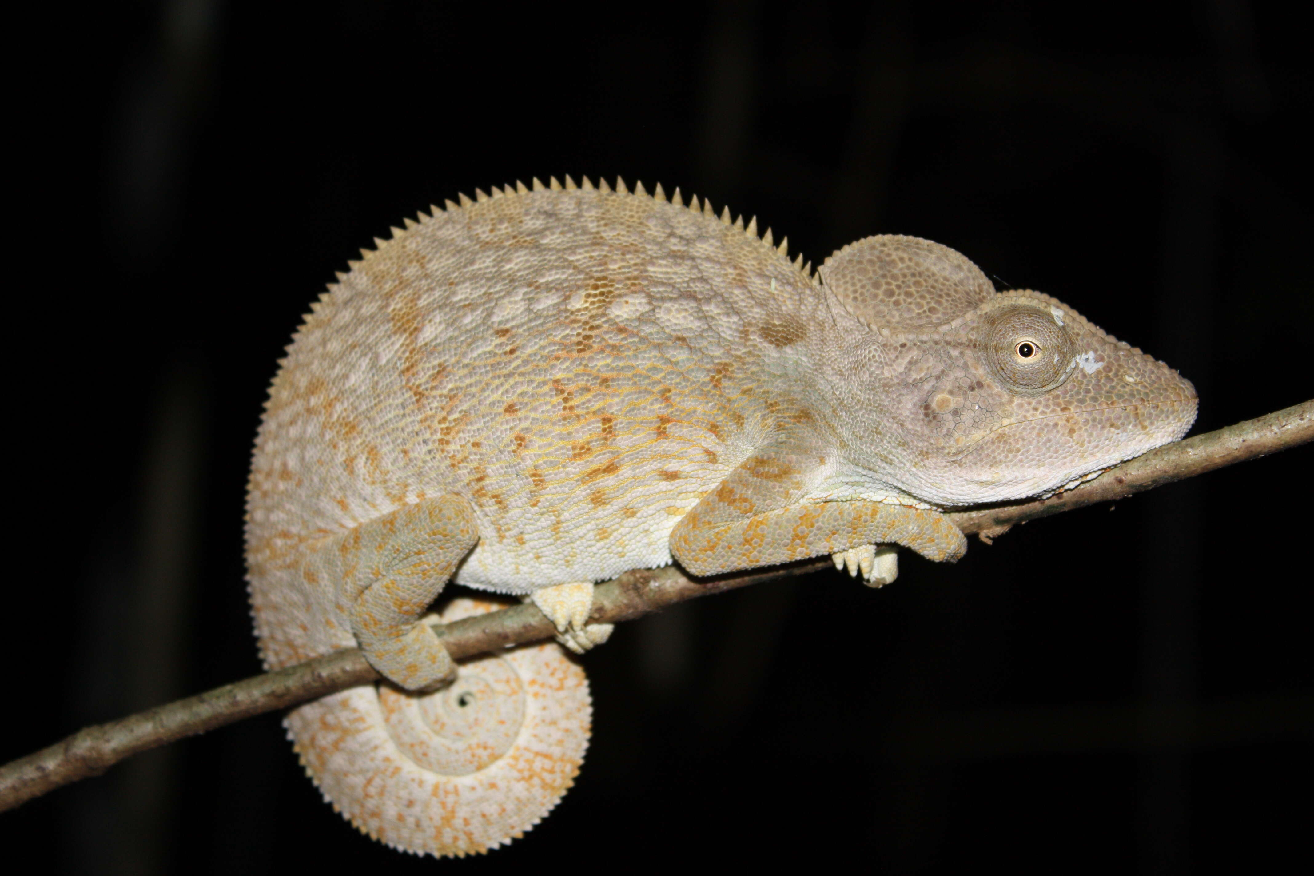 Image of Malagasy Giant Chameleon