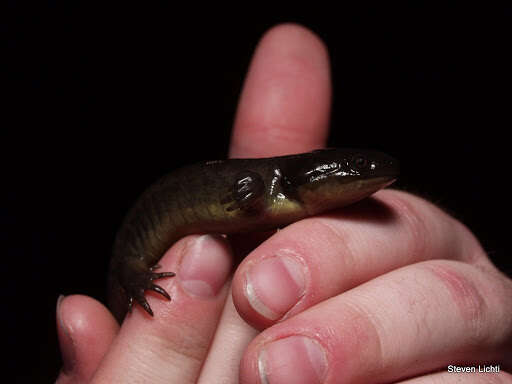 Image of Eastern Tiger Salamander