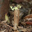 Image de Euphorbia ankarensis Boiteau