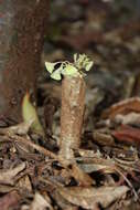 Image de Euphorbia ankarensis Boiteau