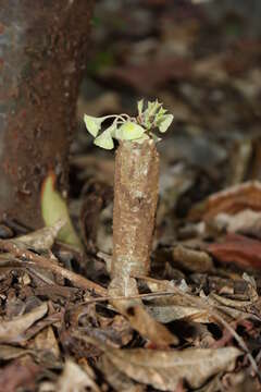 Image of Euphorbia ankarensis Boiteau