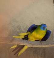 Image of Turquoise Parrot