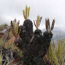 Image of Lomariocycas aurata (Fée) Gasper & A. R. Sm.